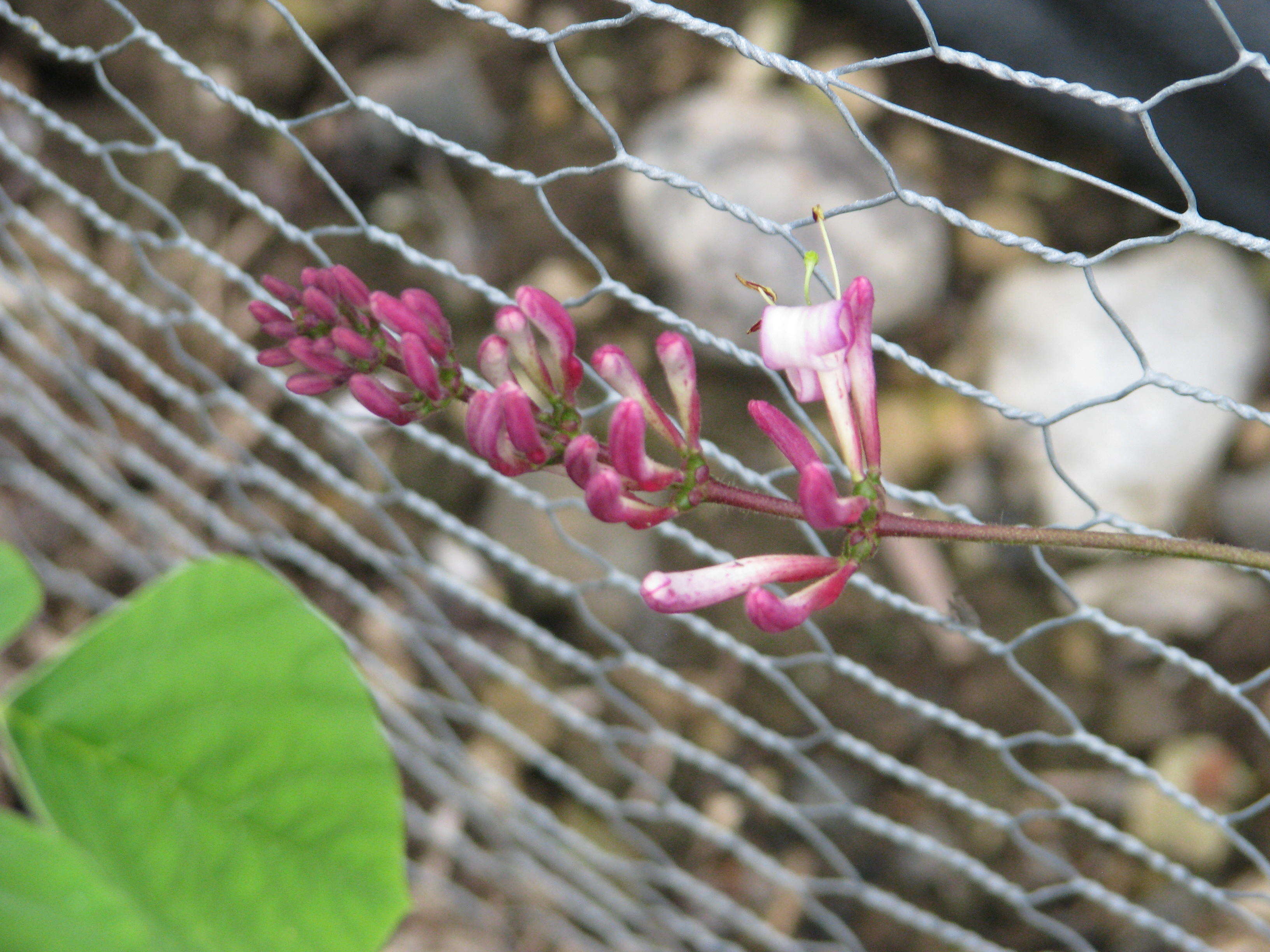 Image of pink honeysuckle