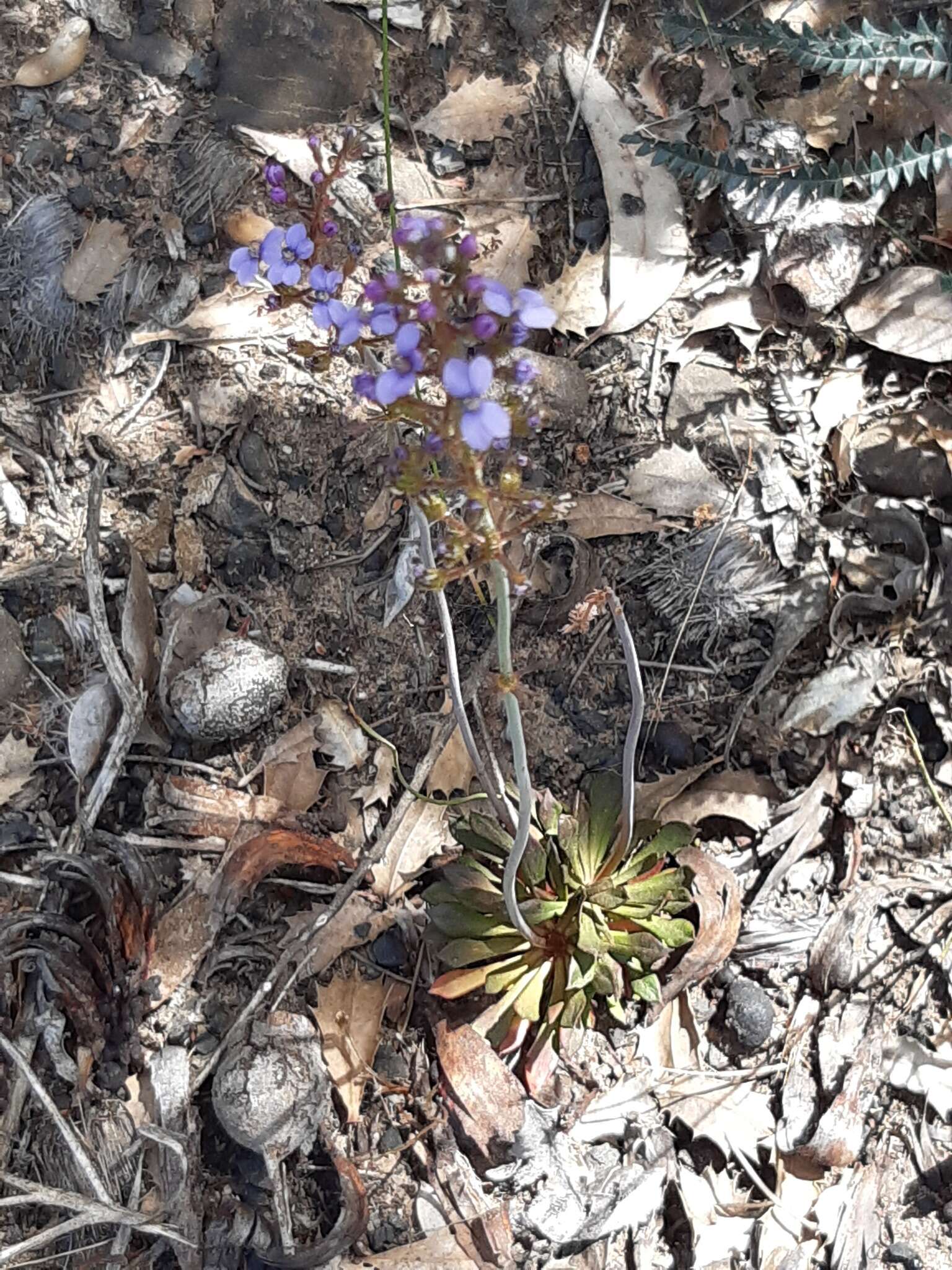 Image de Stylidium amoenum R. Br.