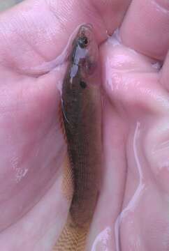 Image of Fantail Darter