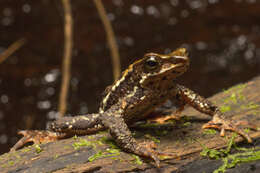 Image of Harlequin frog