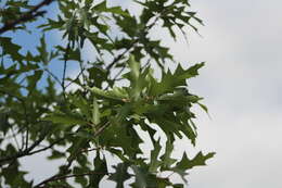 Image of Chisos red oak