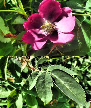 صورة Rosa acicularis subsp. acicularis