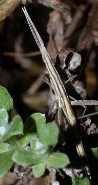 Image of Cannula gracilis (Burmeister & H. 1838)