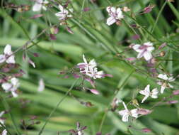 Image of Arthropodium milleflorum (Redouté) J. F. Macbr.