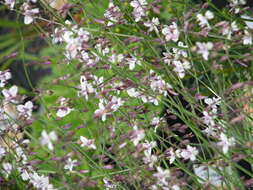 Image of Arthropodium milleflorum (Redouté) J. F. Macbr.