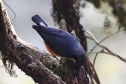 Image of White-tailed Nuthatch