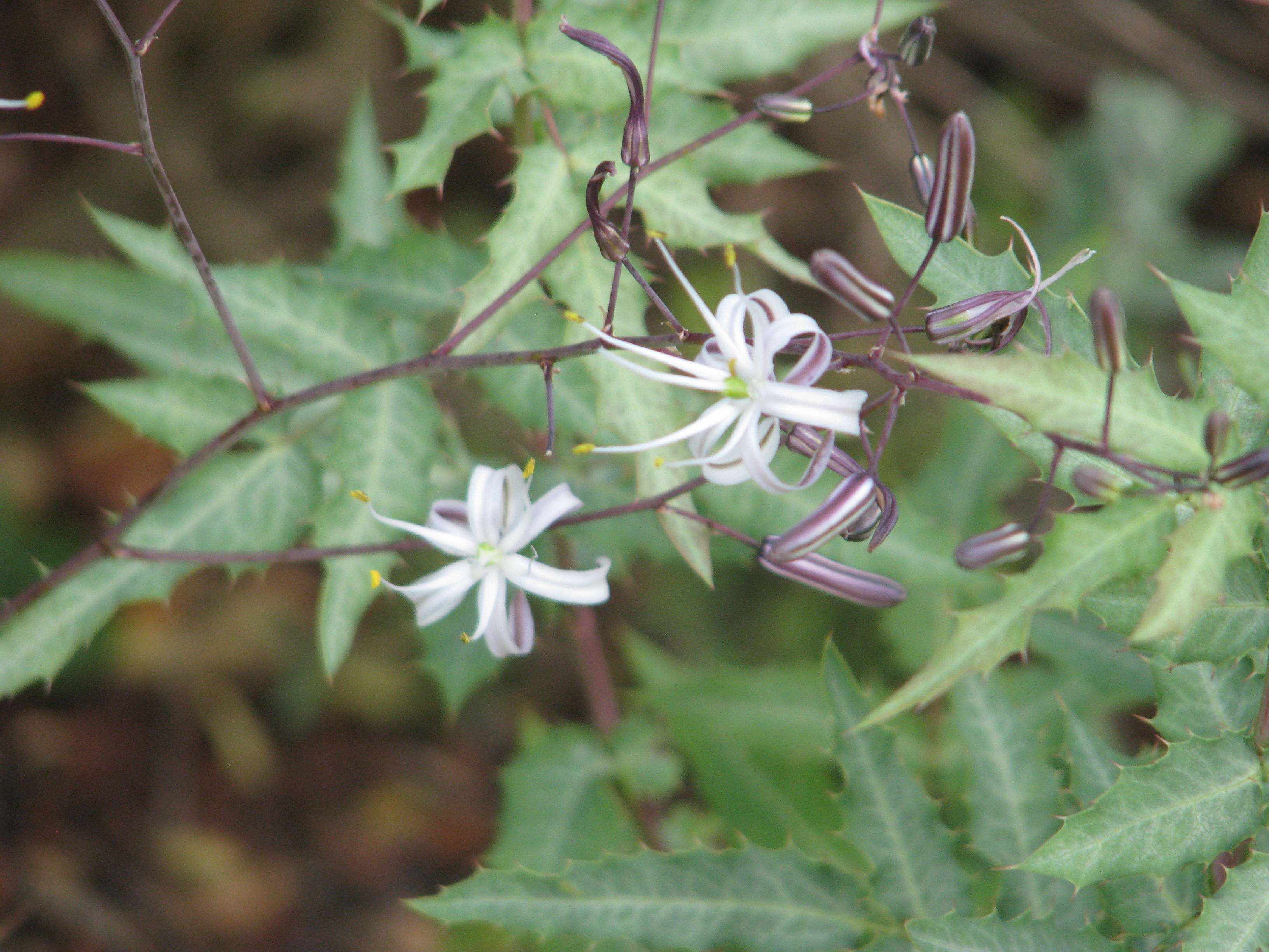 Image de Chlorogalum pomeridianum (DC.) Kunth