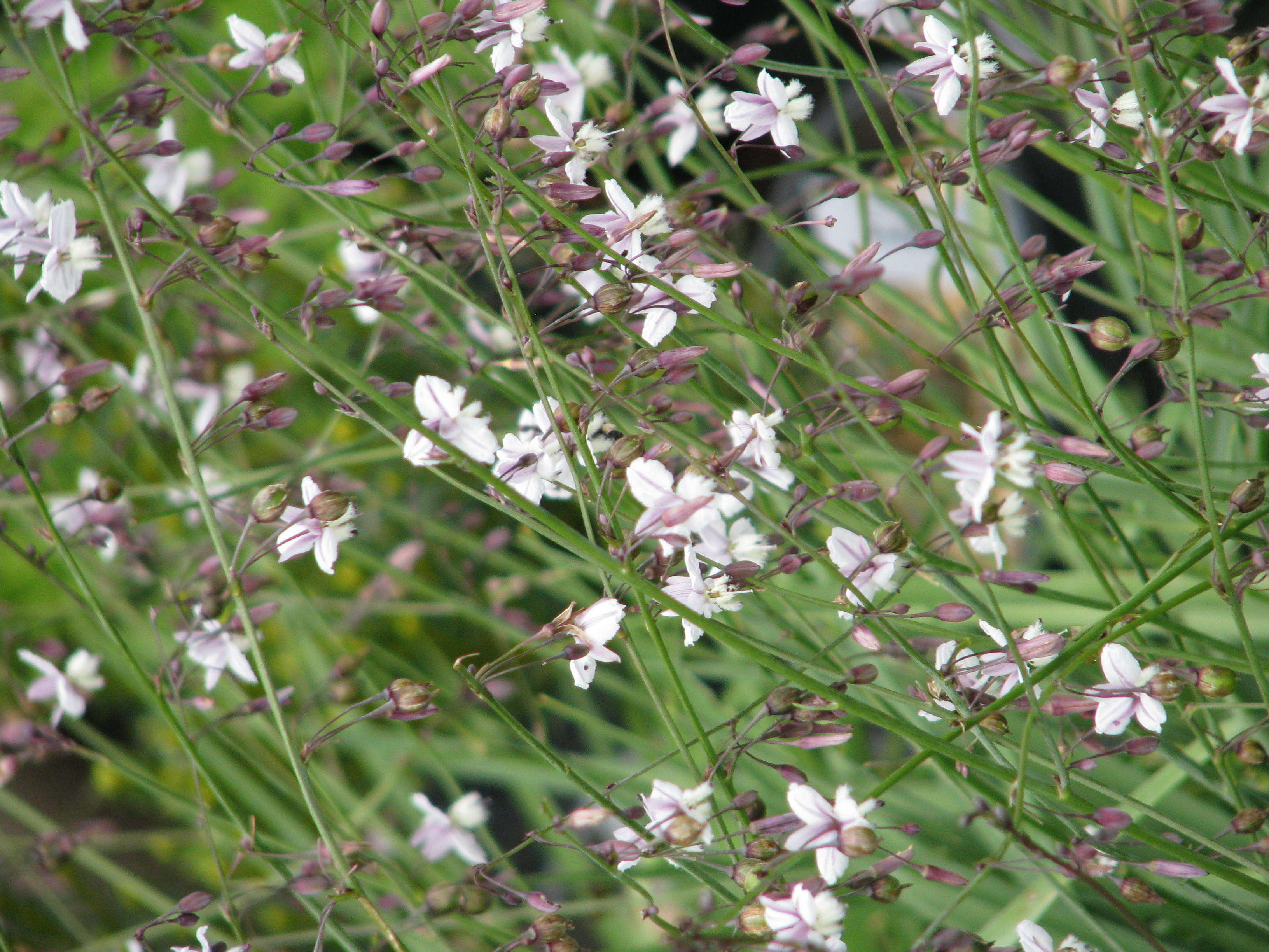 Image of Arthropodium milleflorum (Redouté) J. F. Macbr.