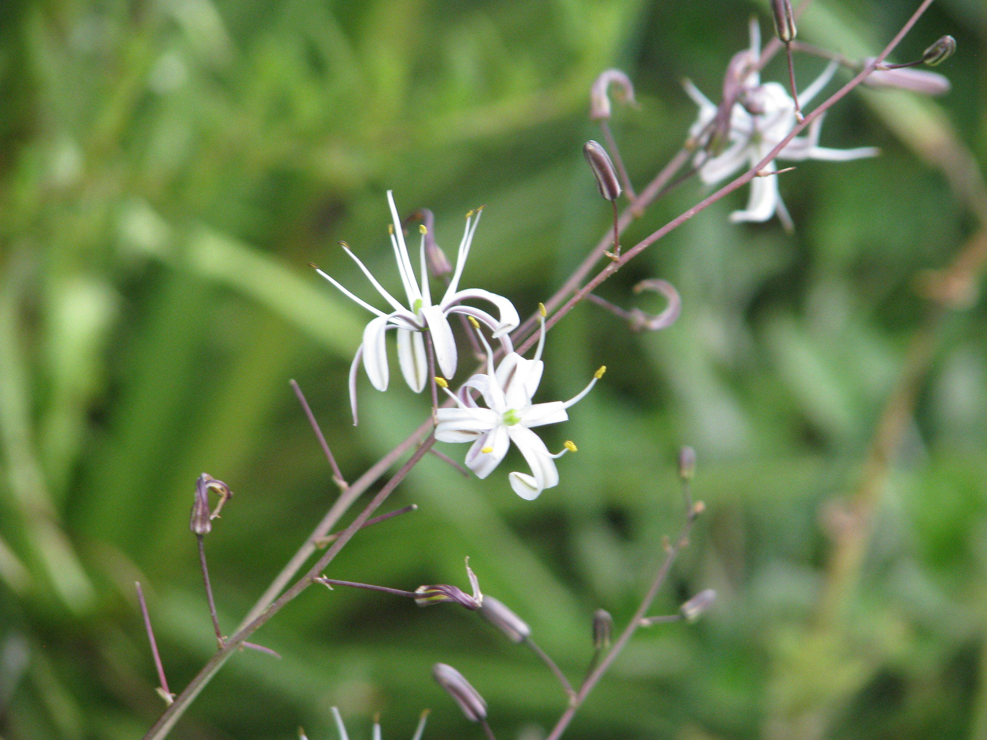 Слика од Chlorogalum pomeridianum (DC.) Kunth