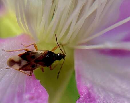 Image of Common flowerbug