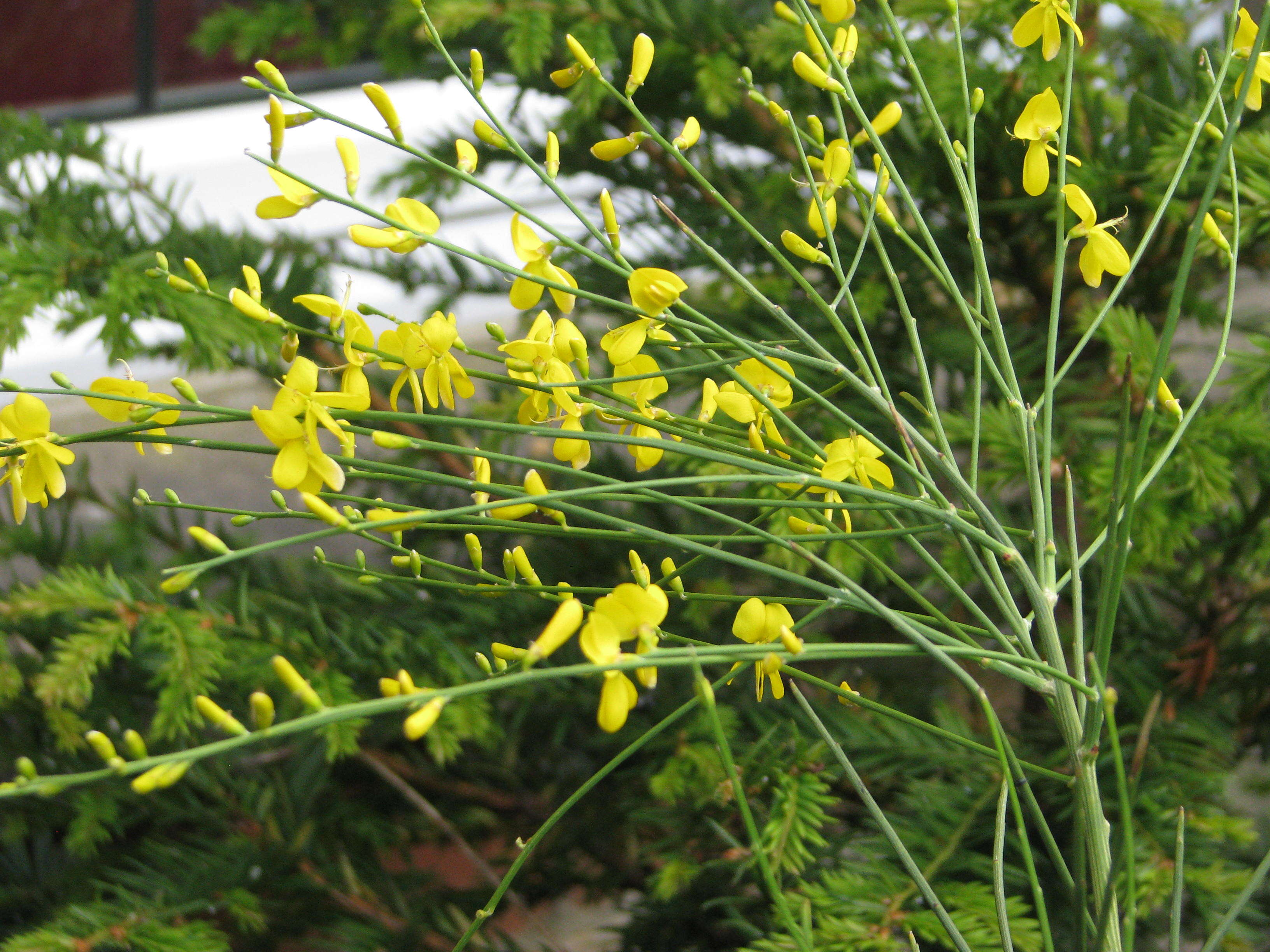 Image of Mt. Etna broom