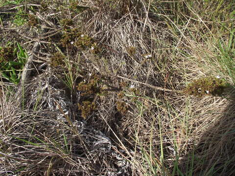 Image of Roella glomerata A. DC.