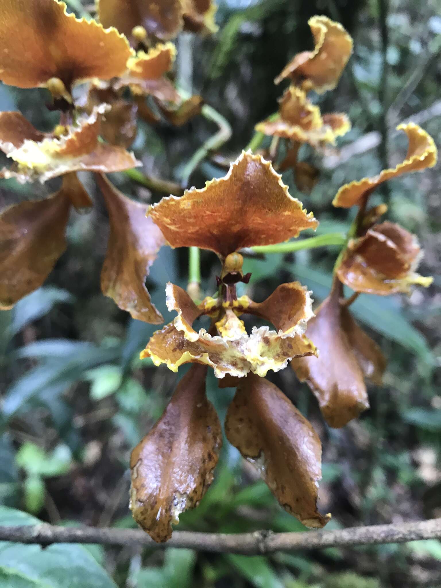 Image of Cyrtochilum baldeviamae (Rchb. fil.) Kraenzl.