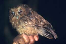 Image of Cinnamon Screech Owl