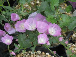 Image of dwarf checkerbloom