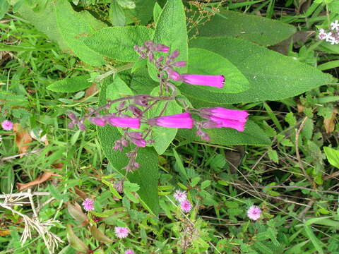 Image of Lepechinia speciosa (A. St.-Hil. ex Benth.) Epling