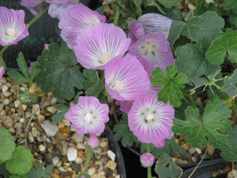 Image of dwarf checkerbloom