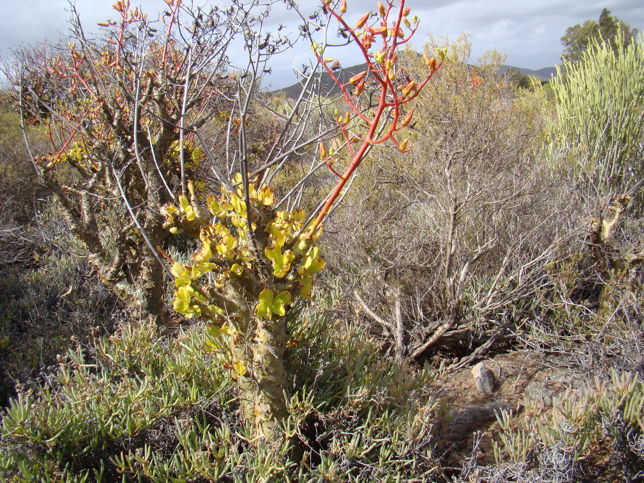 Image of Tylecodon paniculatus (L. fil.) H. Tölken