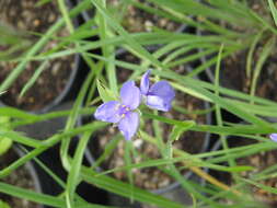 Слика од Tradescantia ohiensis Raf.