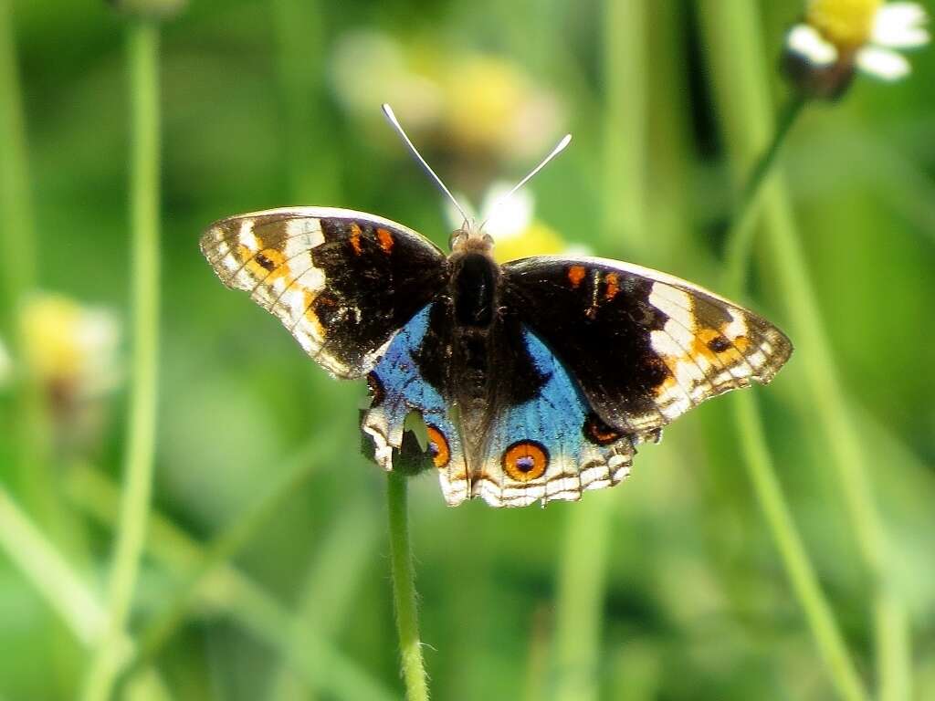 Слика од Junonia orithya minagara Fruhstorfer 1904