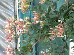 Image of Etruscan honeysuckle