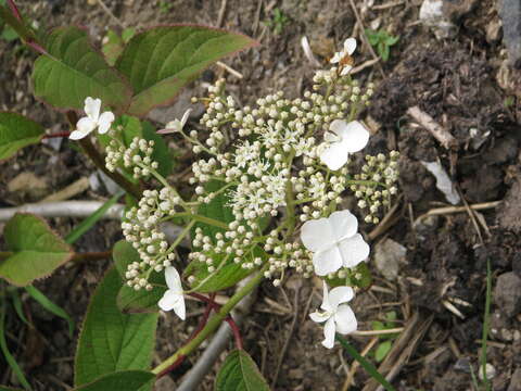 Image of Hydrangea heteromalla D. Don