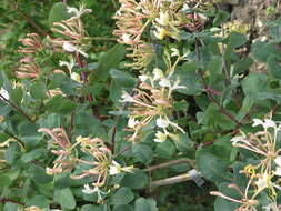 Image of Etruscan honeysuckle