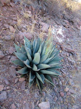 Image of Havard's century plant