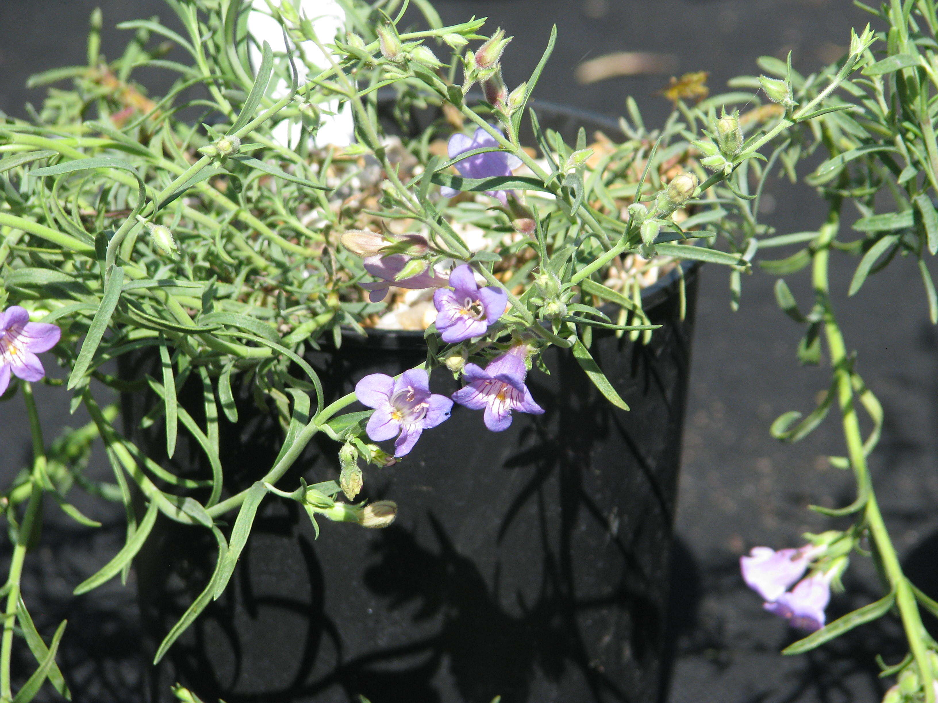 Image of toadflax penstemon