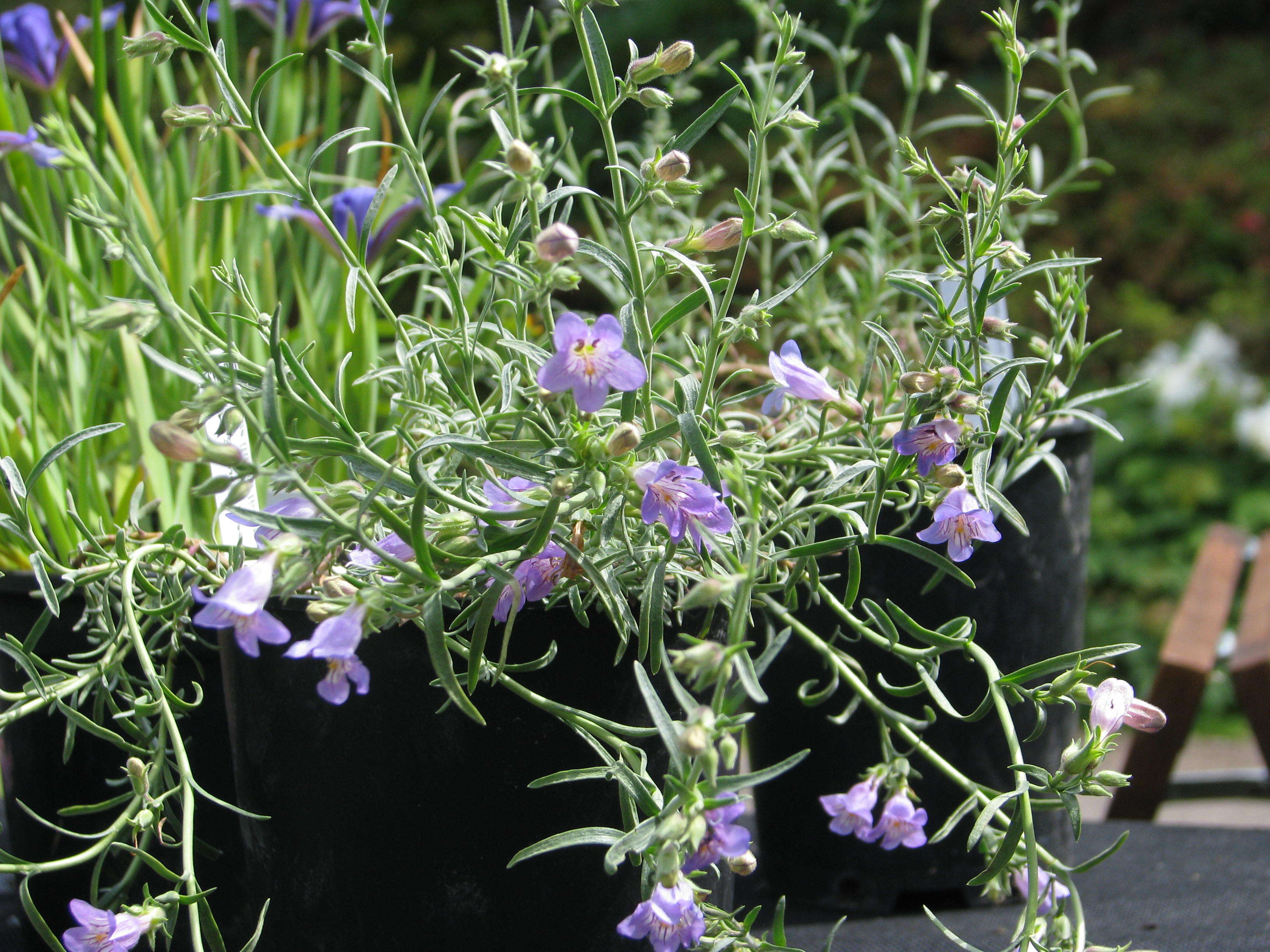 Image of toadflax penstemon