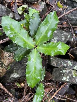 Imagem de Corynocarpus rupestris G. P. Guymer