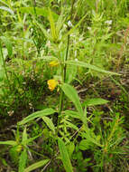 Image of Small cow-wheat