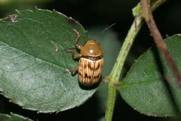 Cryptocephalus fulguratus J. L. Le Conte 1880 resmi