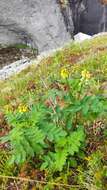 Imagem de Astragalus frigidus (L.) A. Gray