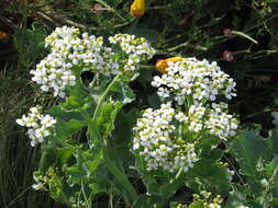 Image of sea kale