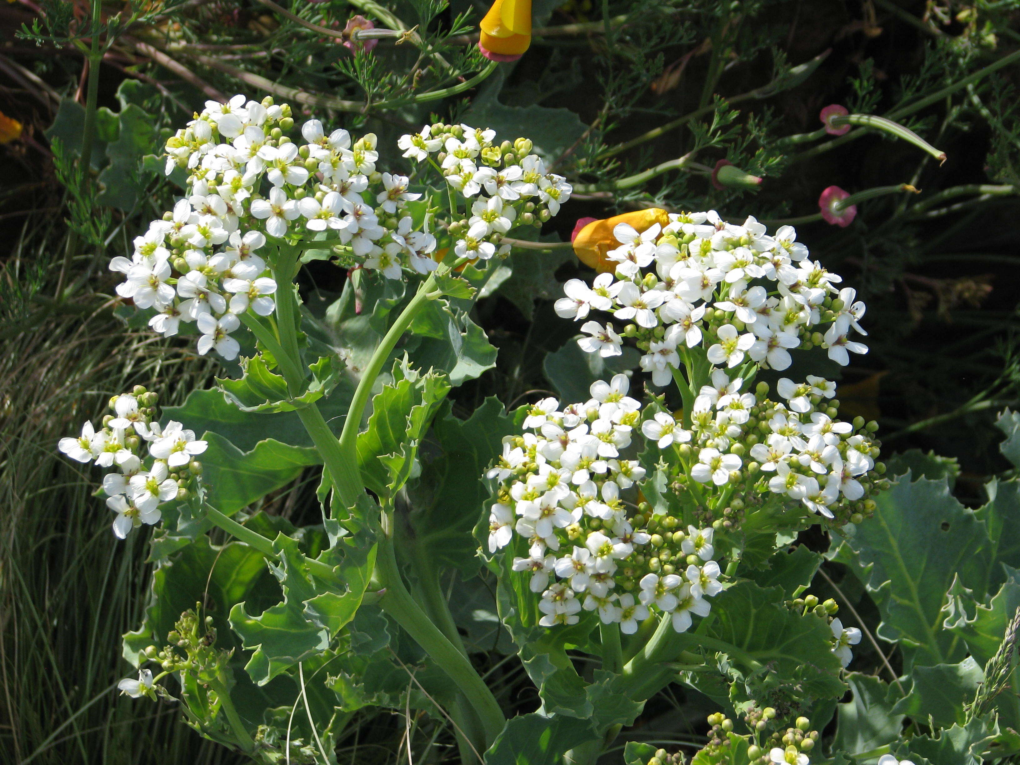 Image of sea kale