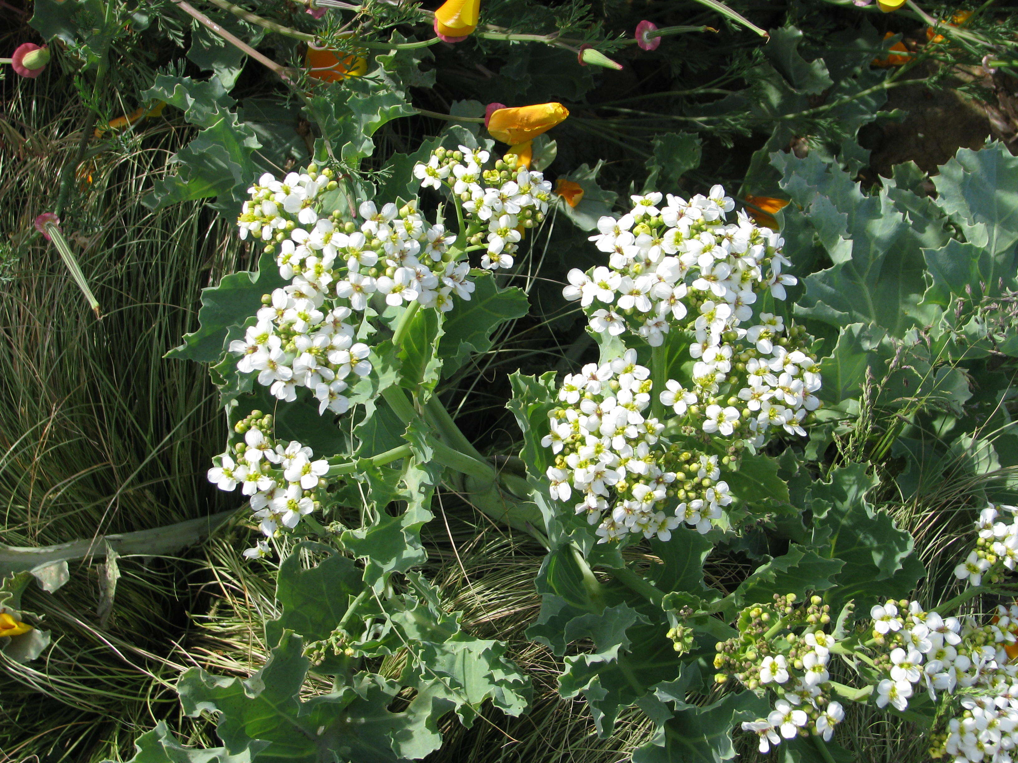 Image of sea kale