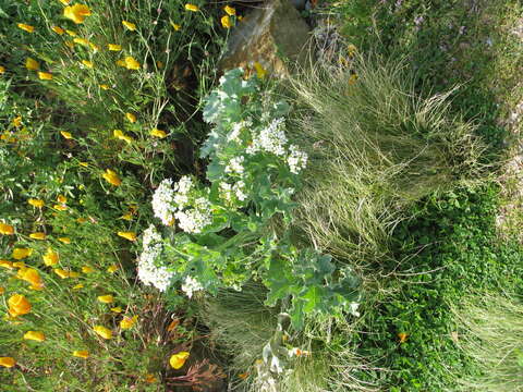 Image of sea kale