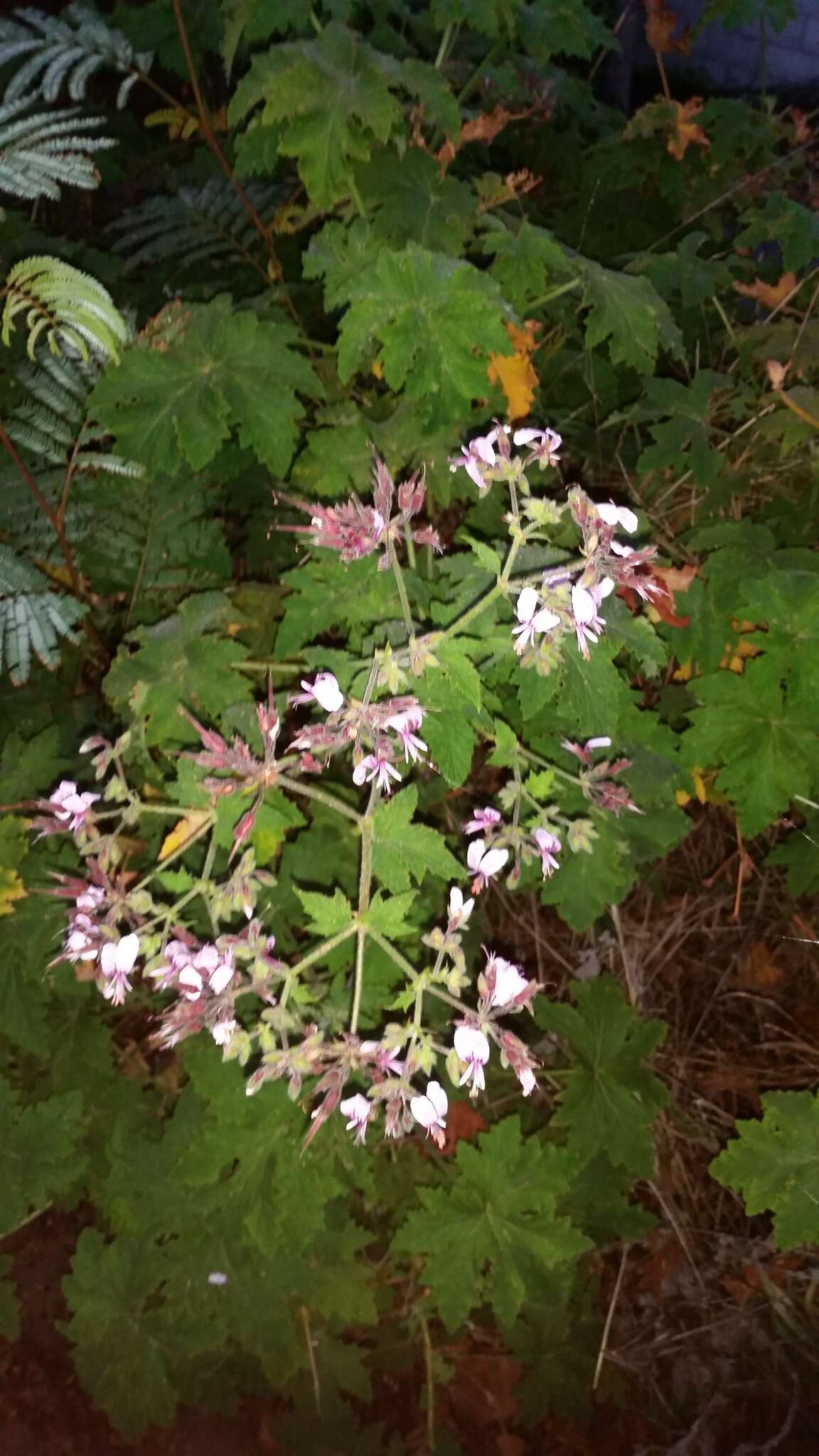 Image of Pelargonium hispidum (L. fil.) Willd.