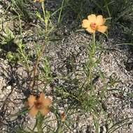 Image of shrubby purslane