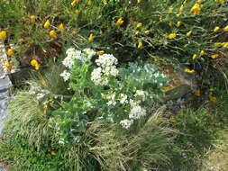 Image of sea kale