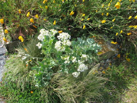 Image of sea kale