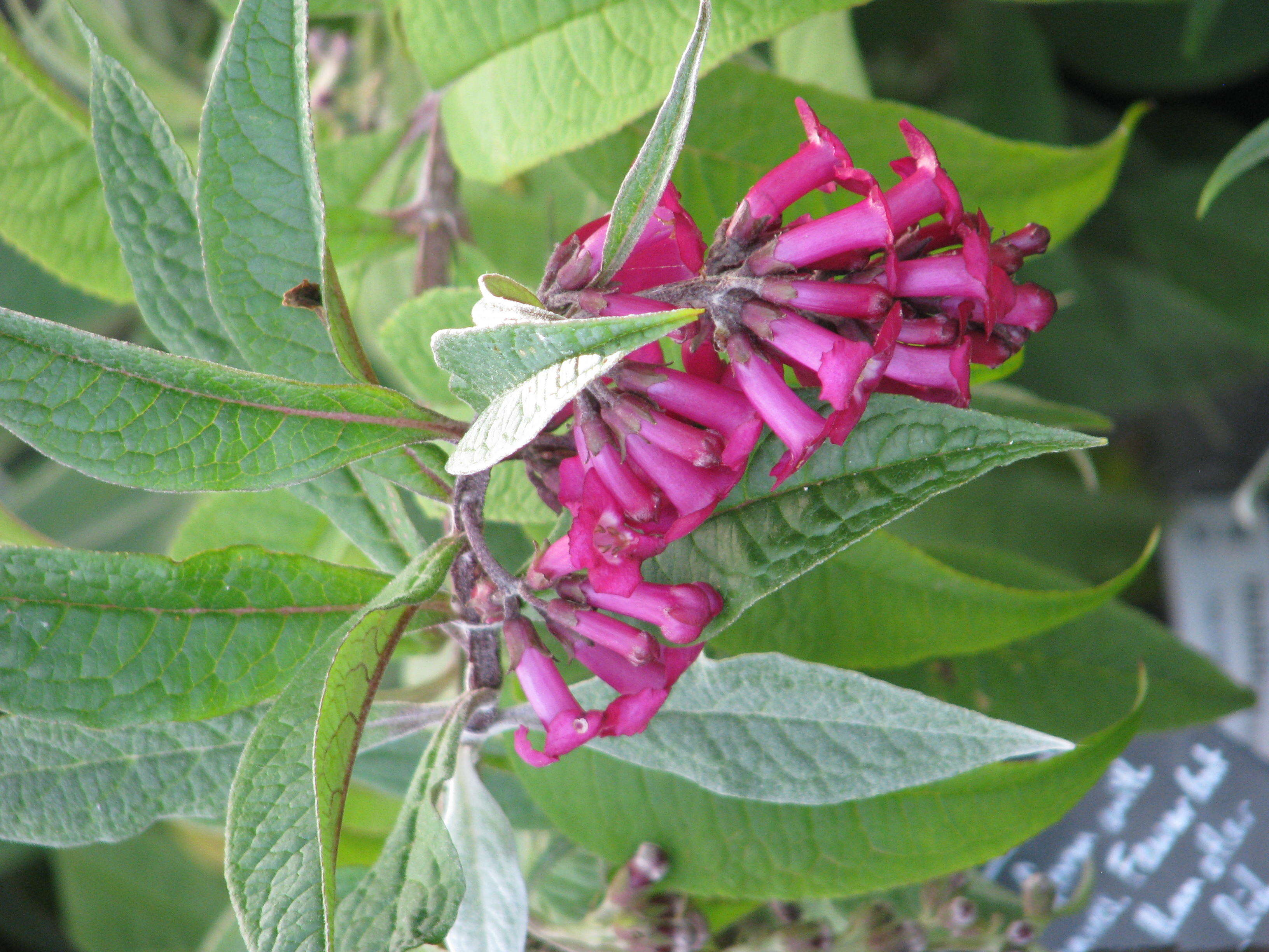 Sivun Buddleja colvilei Hook. fil. & Thomson kuva