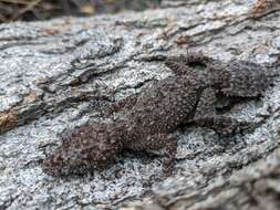 Image of Broad-tailed Gecko