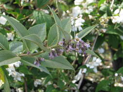 Image of Buddleja forrestii Diels