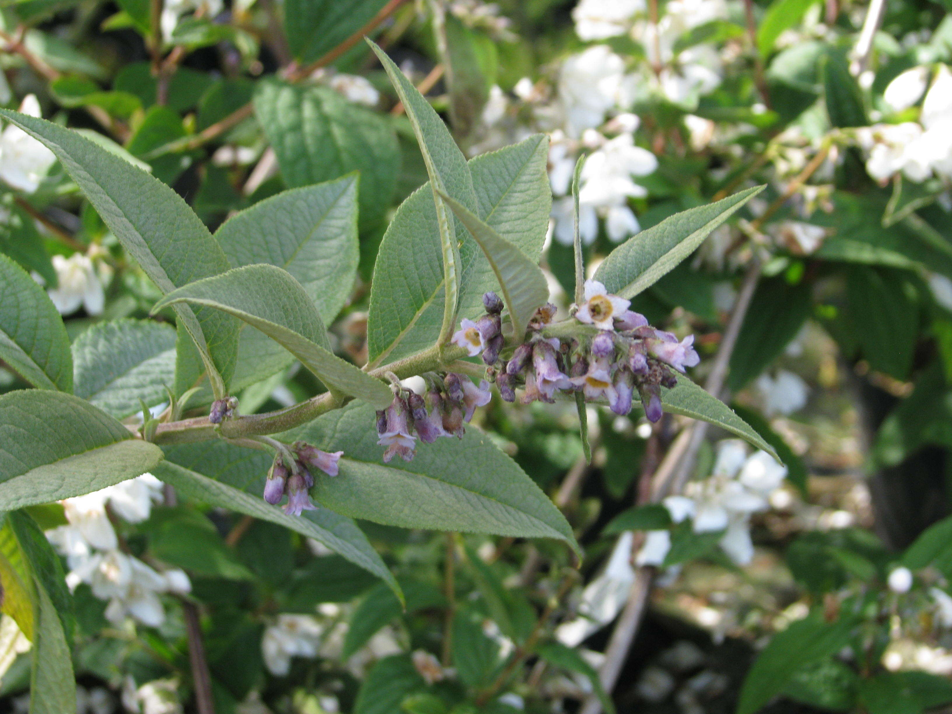 Слика од Buddleja forrestii Diels