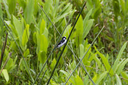 Image of Lined Seedeater