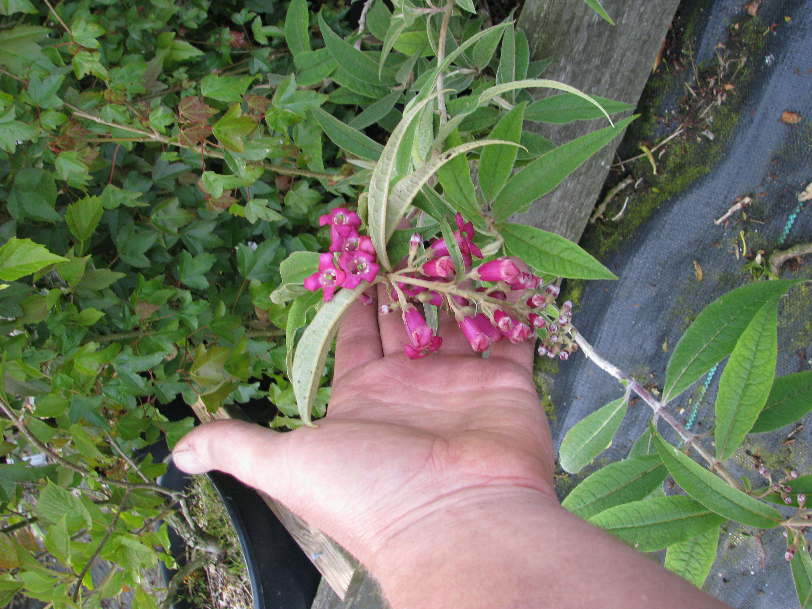 Sivun Buddleja colvilei Hook. fil. & Thomson kuva