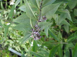 Image of Buddleja forrestii Diels