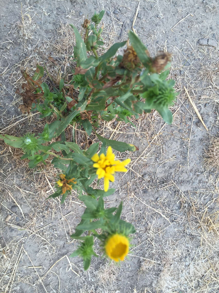 Image of Entire-leaved Gumweed